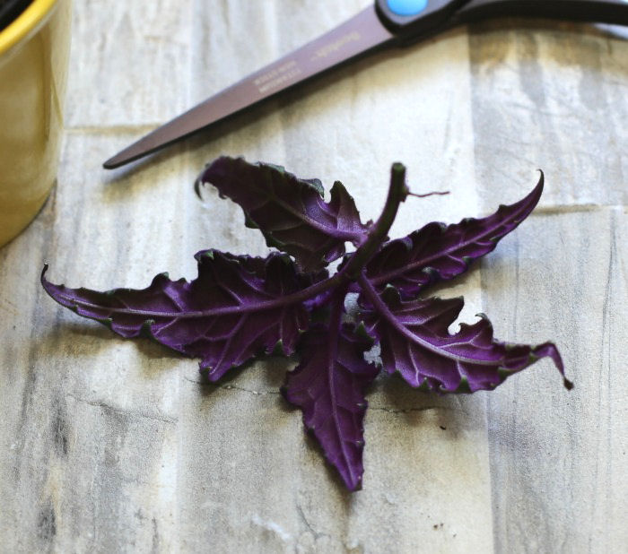 Estaca saudável de purple passion plant ao lado de uma tesoura.