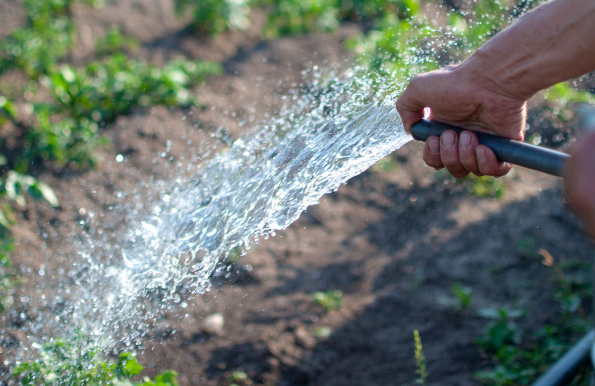 Um homem usando uma mangueira para lavar as plantas com água para desalojar os insetos do abobrinha.