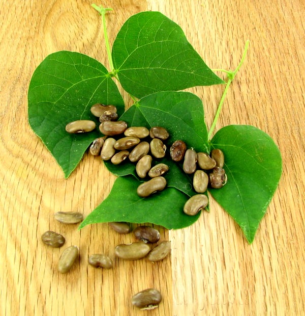 As sementes de feijão heirloom da minha bisavó