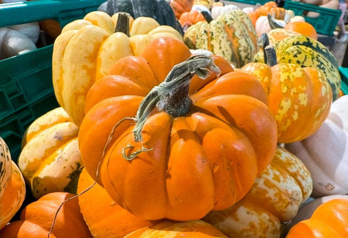 Unusual colors and shapes! Pile or various heirloom pumpkins with stems.