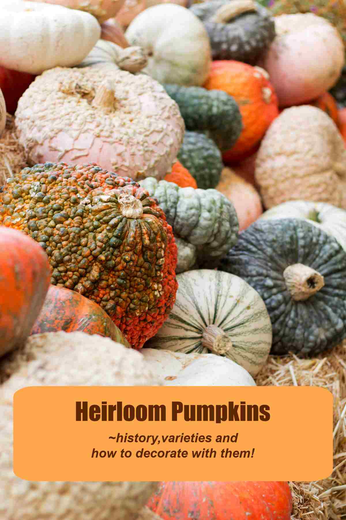Learn All About Heirloom Pumpkins Pile of pumpkins with words Heirloom pumpkins, history, varieties and how to decorate with them.