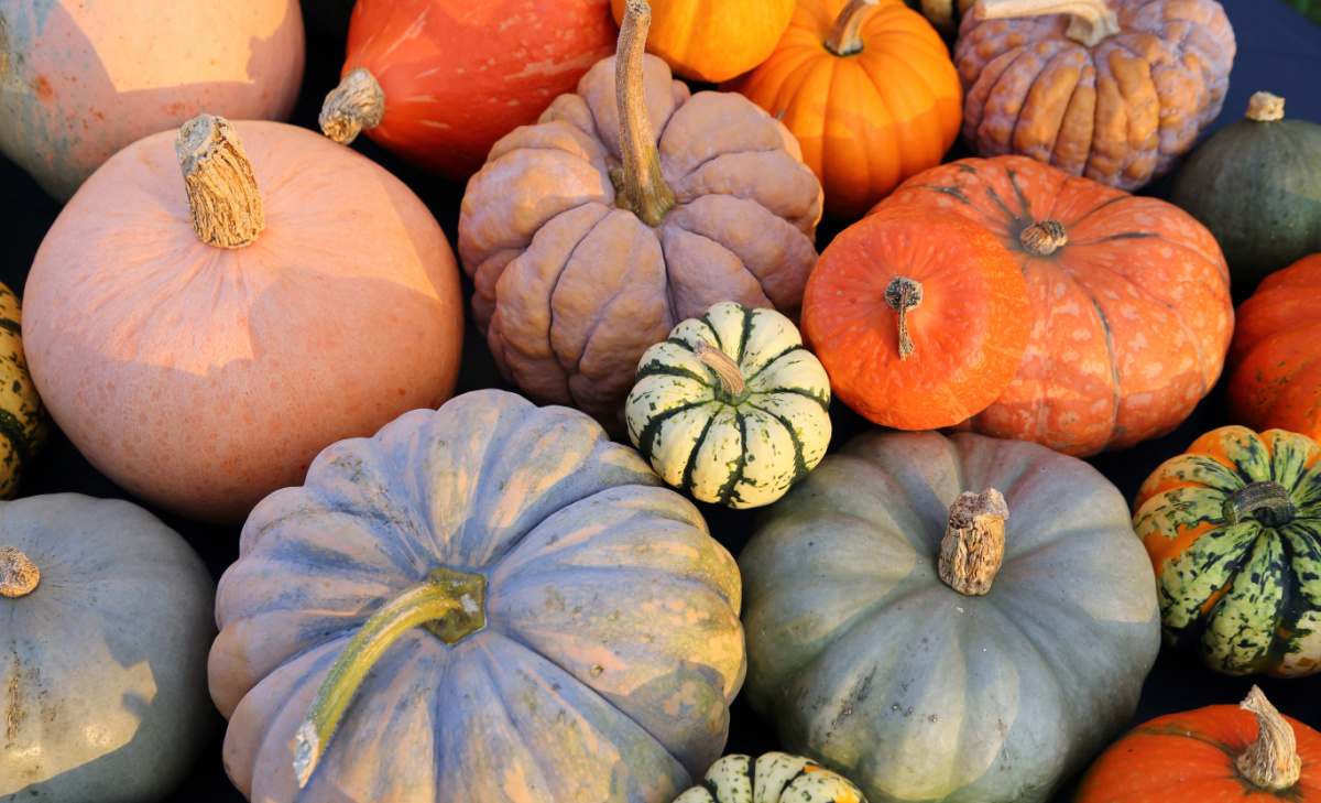 Heirloom pumpkins come in all shapes and colors. Group of different types of heirloom pumpkins.