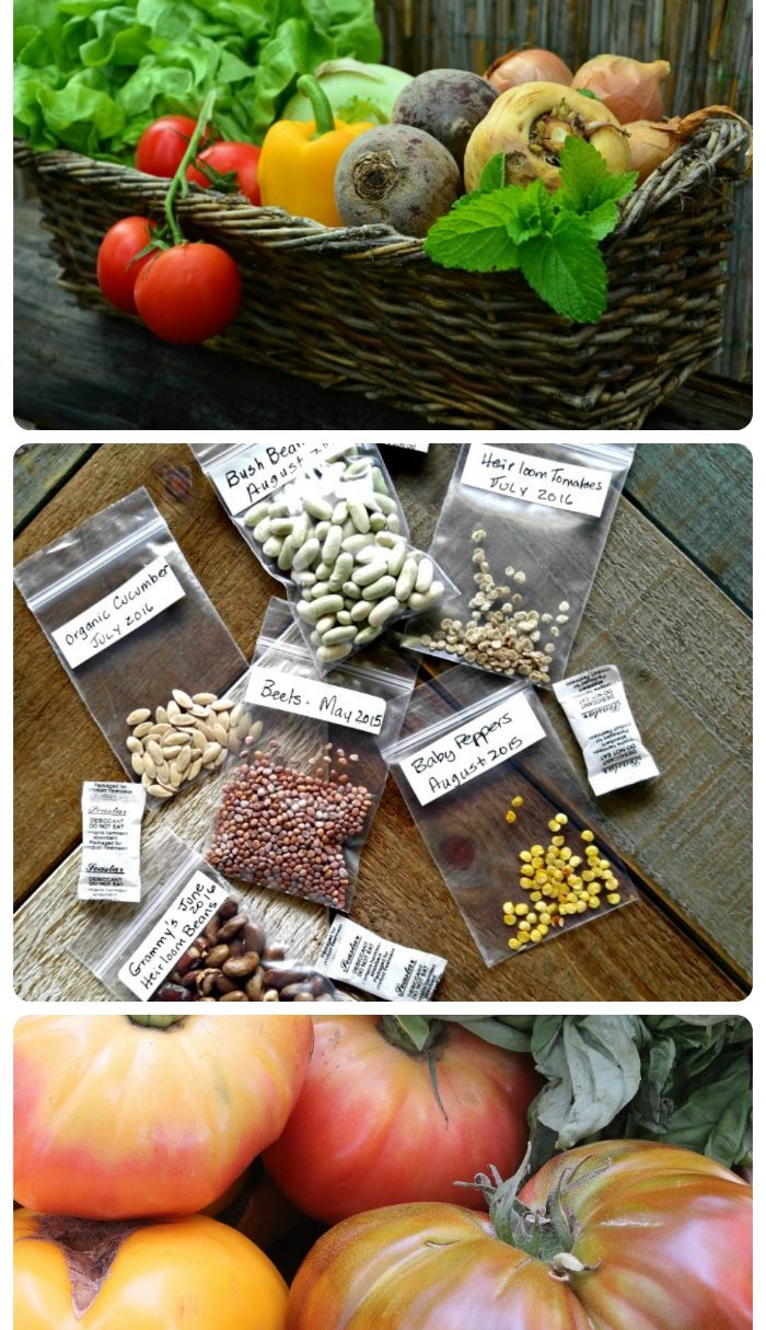pacotes de sementes heirloom, cesta de vegetais e tomates heirloom.