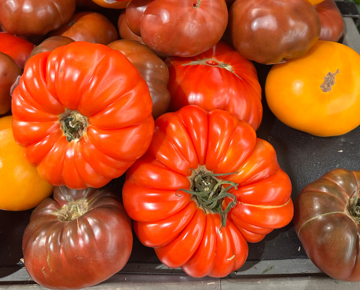 Uma pilha de tomates heirloom de diferentes cores e tamanhos.