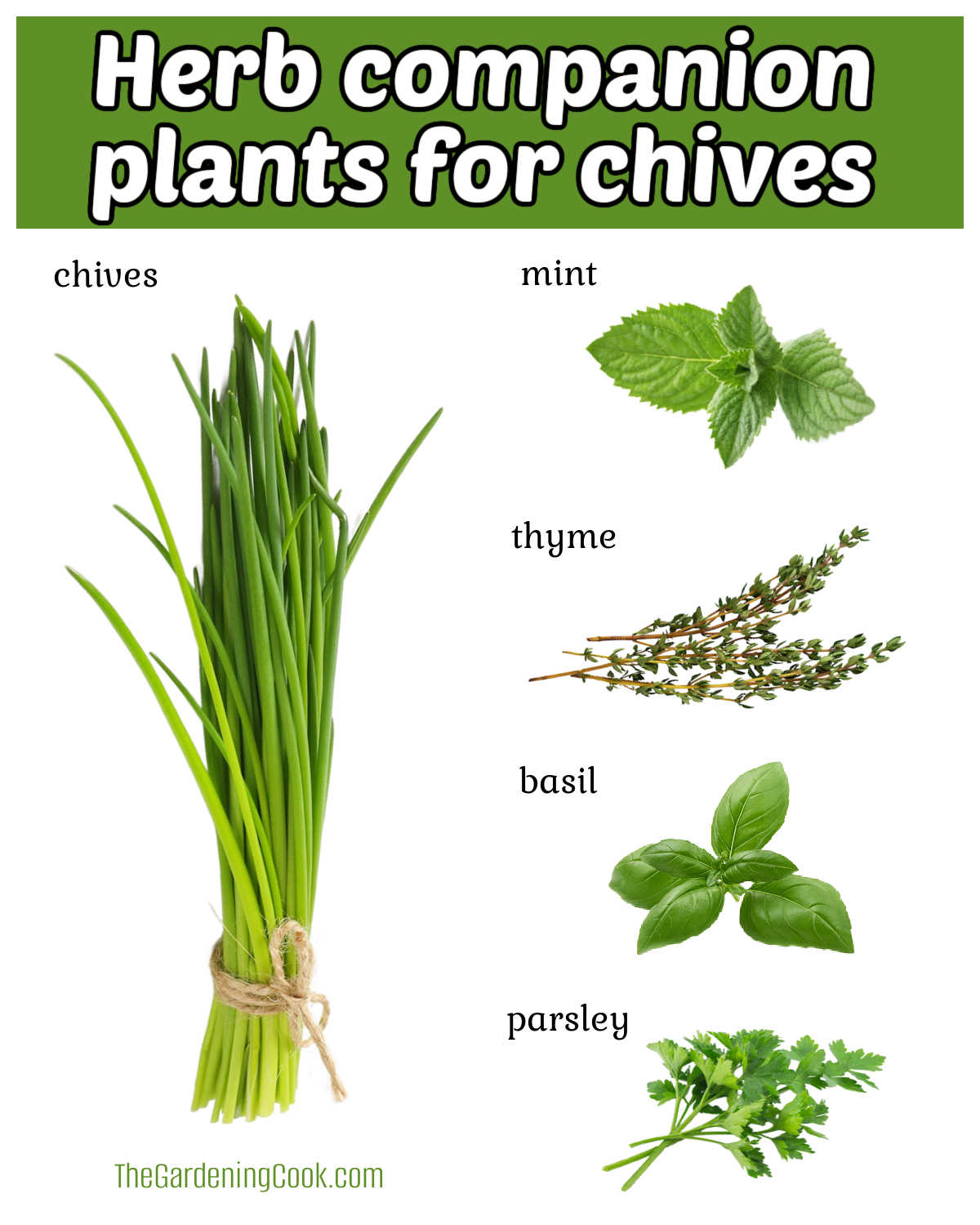 As melhores ervas para cultivar com cebolinha Uma imagem de cebolinha com hortelã, tomilho, manjericão e salsa. A caixa de texto verde diz plantas companheiras de ervas para a cebolinha.