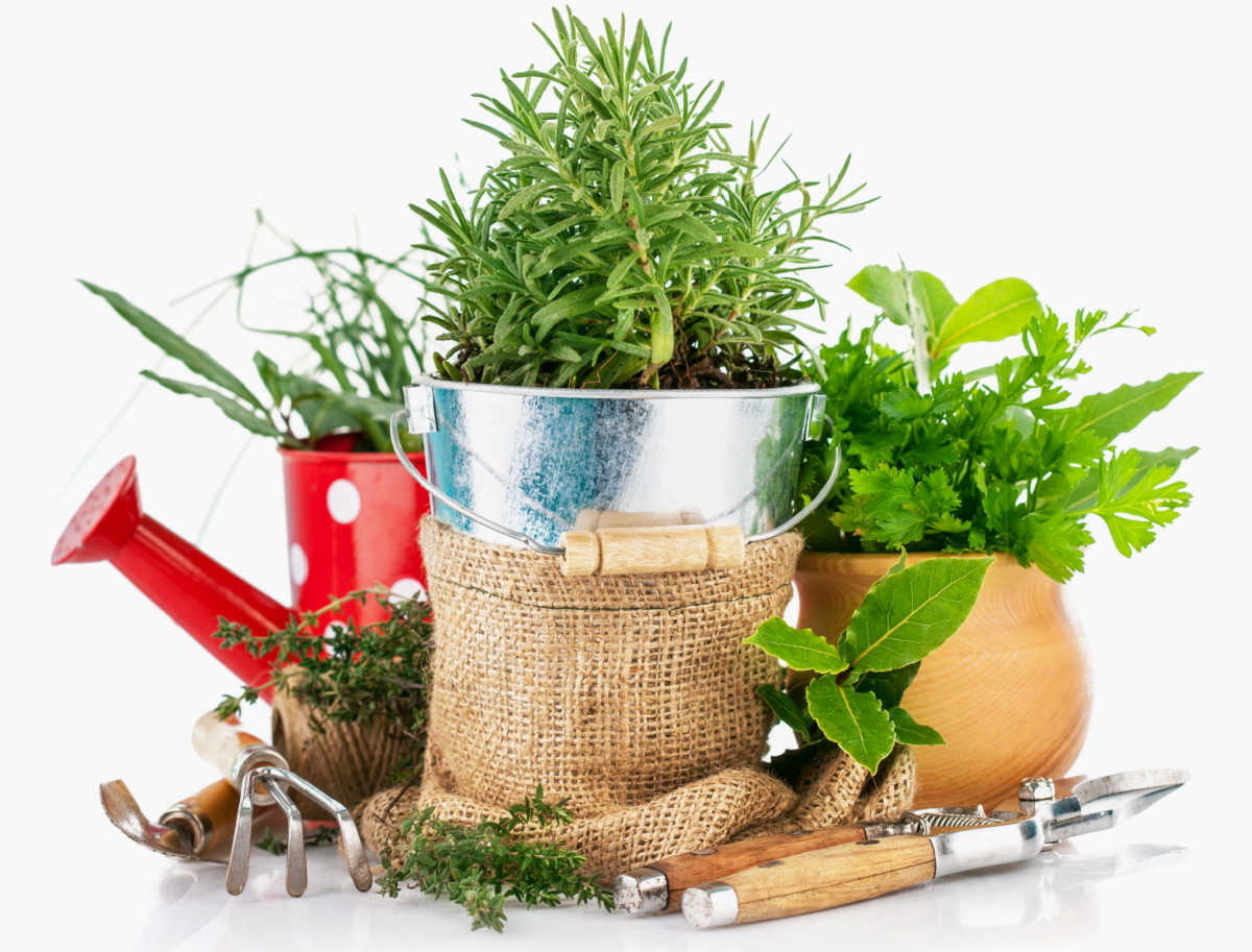 Supplies for a herb garden Herbs, pots, watering can and garden tools.