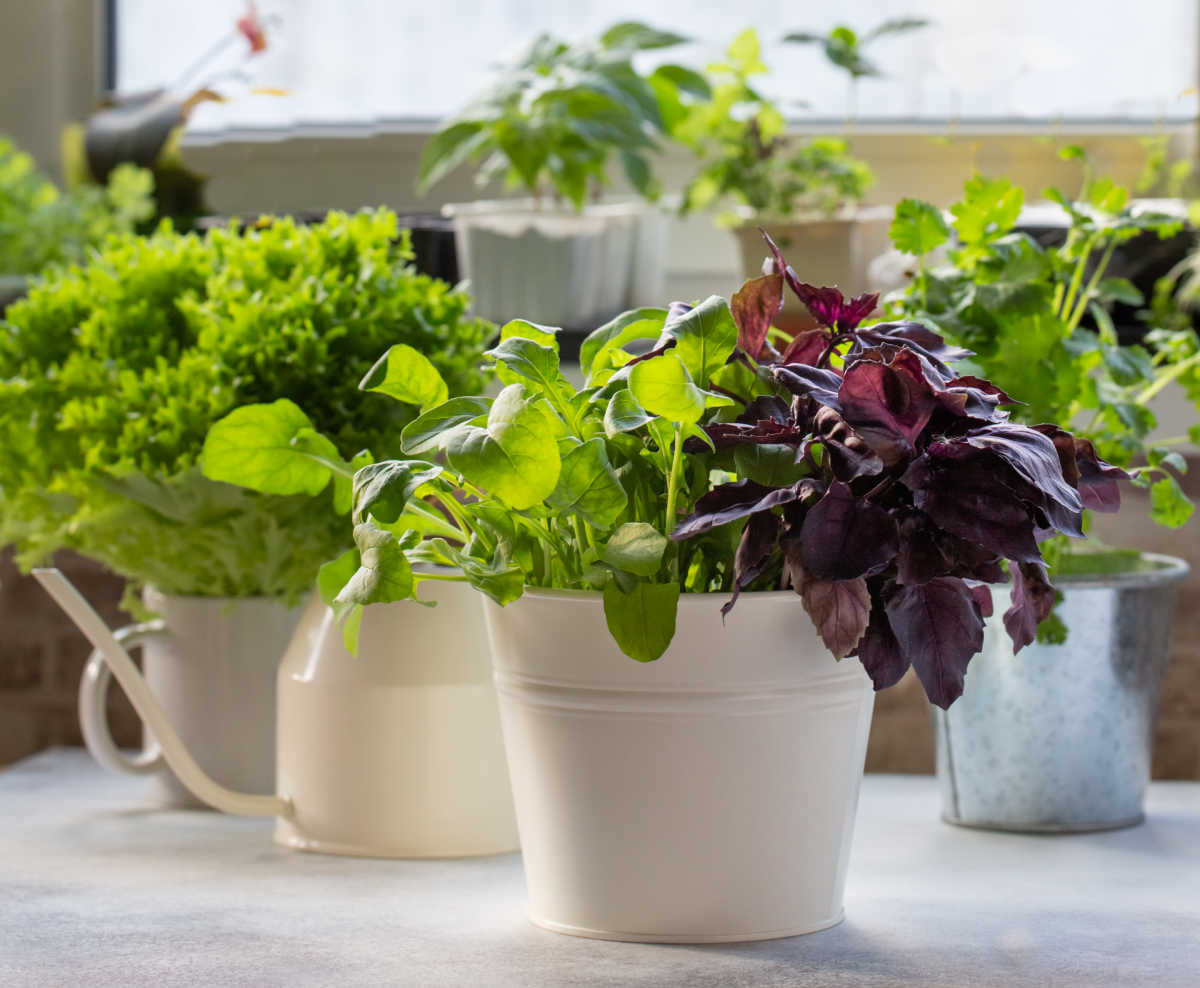 Lots of containers work for herbs Herbs growing in pots on a sunny windowsill.