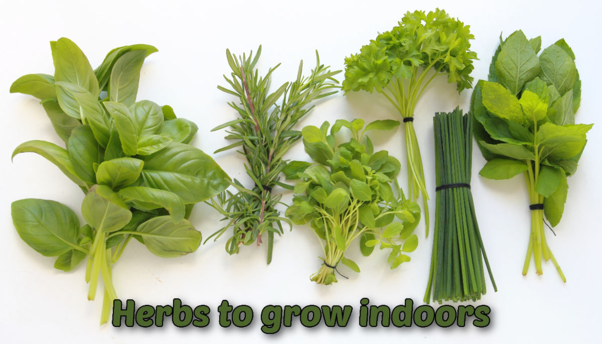Herbs to grow indoors Basil rosemary, oregano, parsley chives and mint in a row. Green text reads herbs to grow indoors.