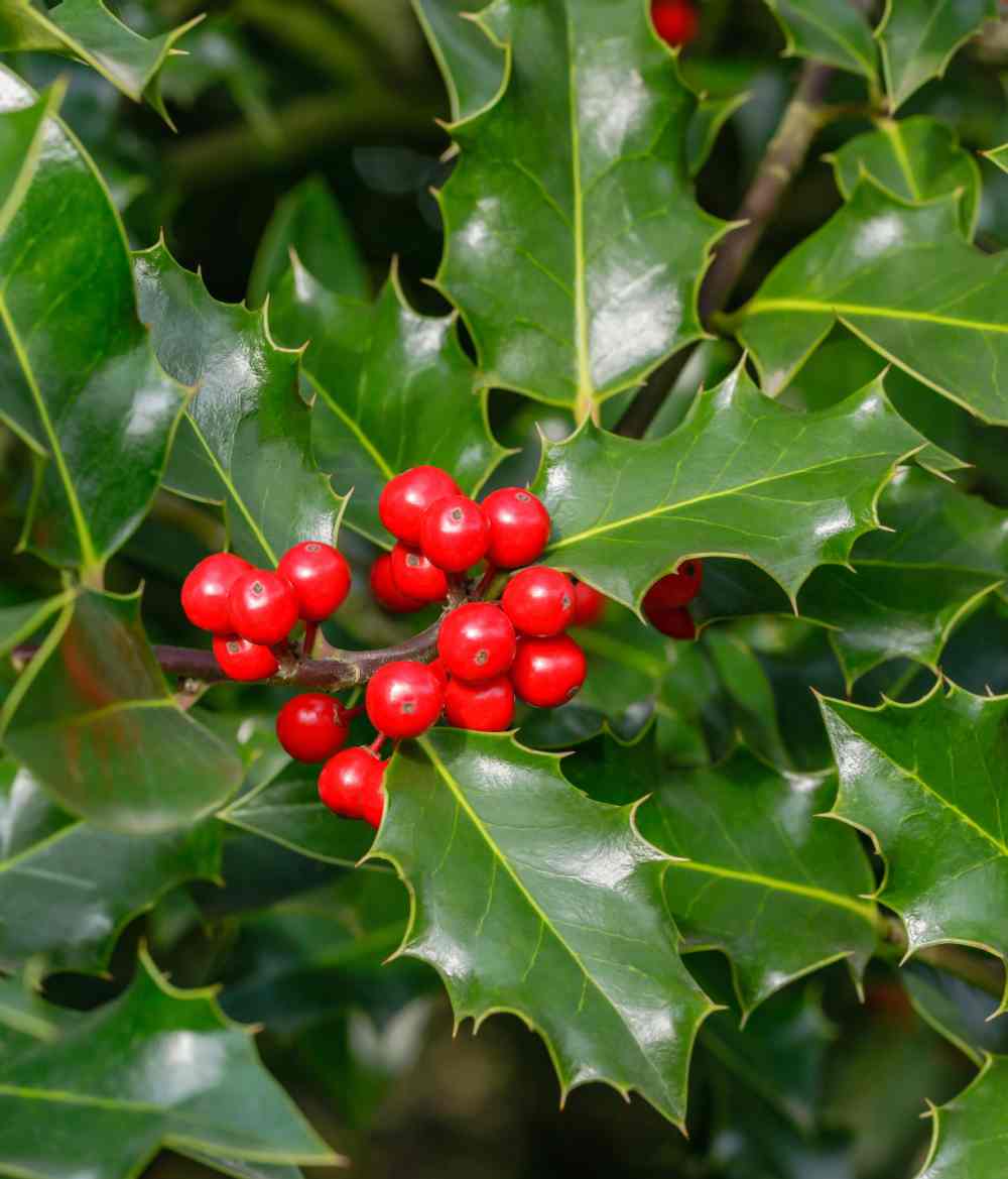 Bagas e folhas de holly.