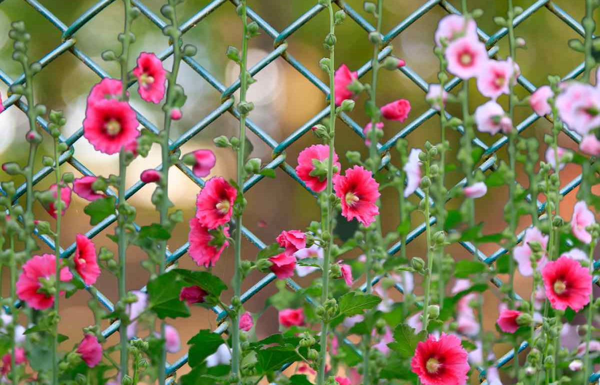 Malvas-rosa cor-de-rosa em flor crescendo ao lado de uma cerca do quintal.