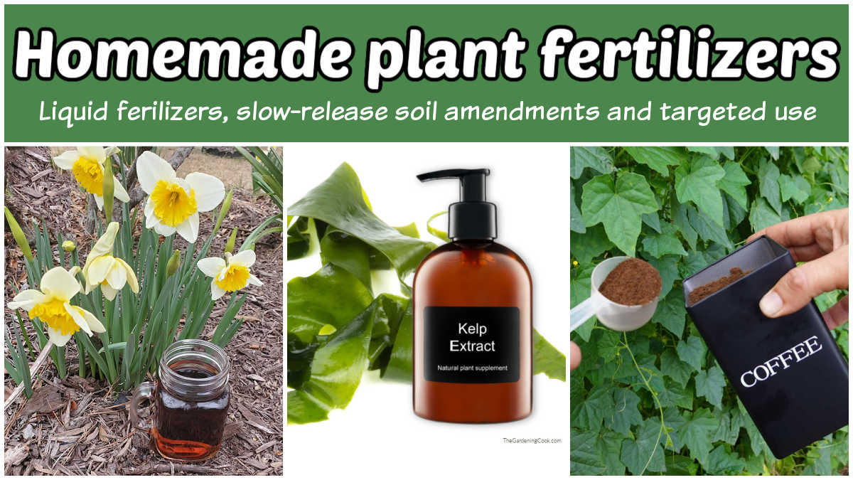 Fertilizantes caseiros para plantas em um mosaico - chá de composto, extrato de alga e borra de café para o solo.