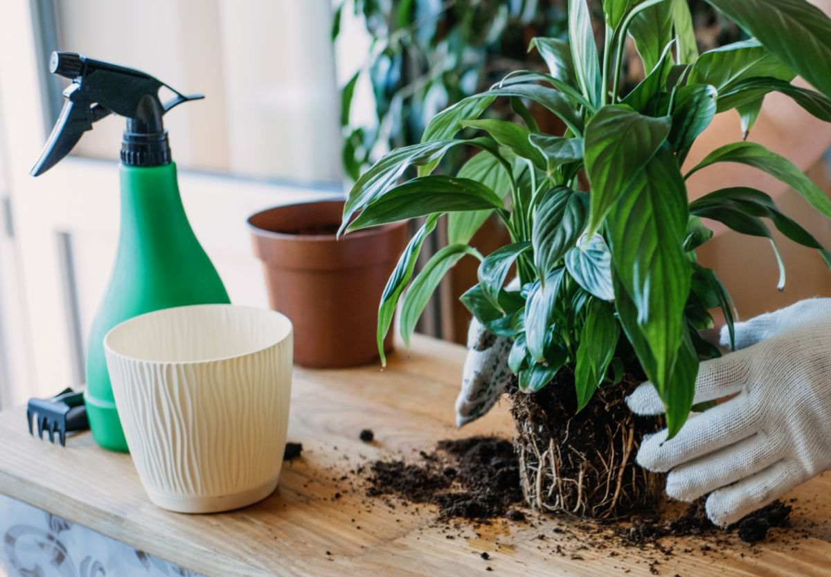 Mão com luva branca inspecionando uma planta.