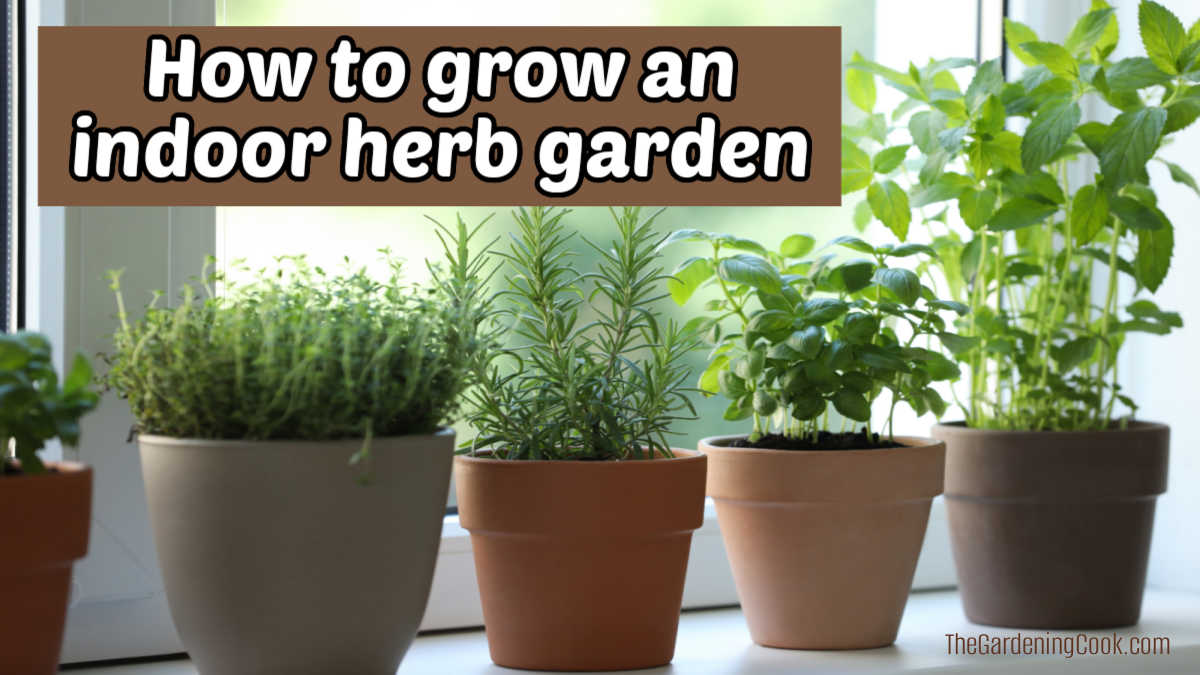 How to grow an indoor herb garden Pots of herbs on a windowsill. Brown text box reads How to grow an indoor herb garden.