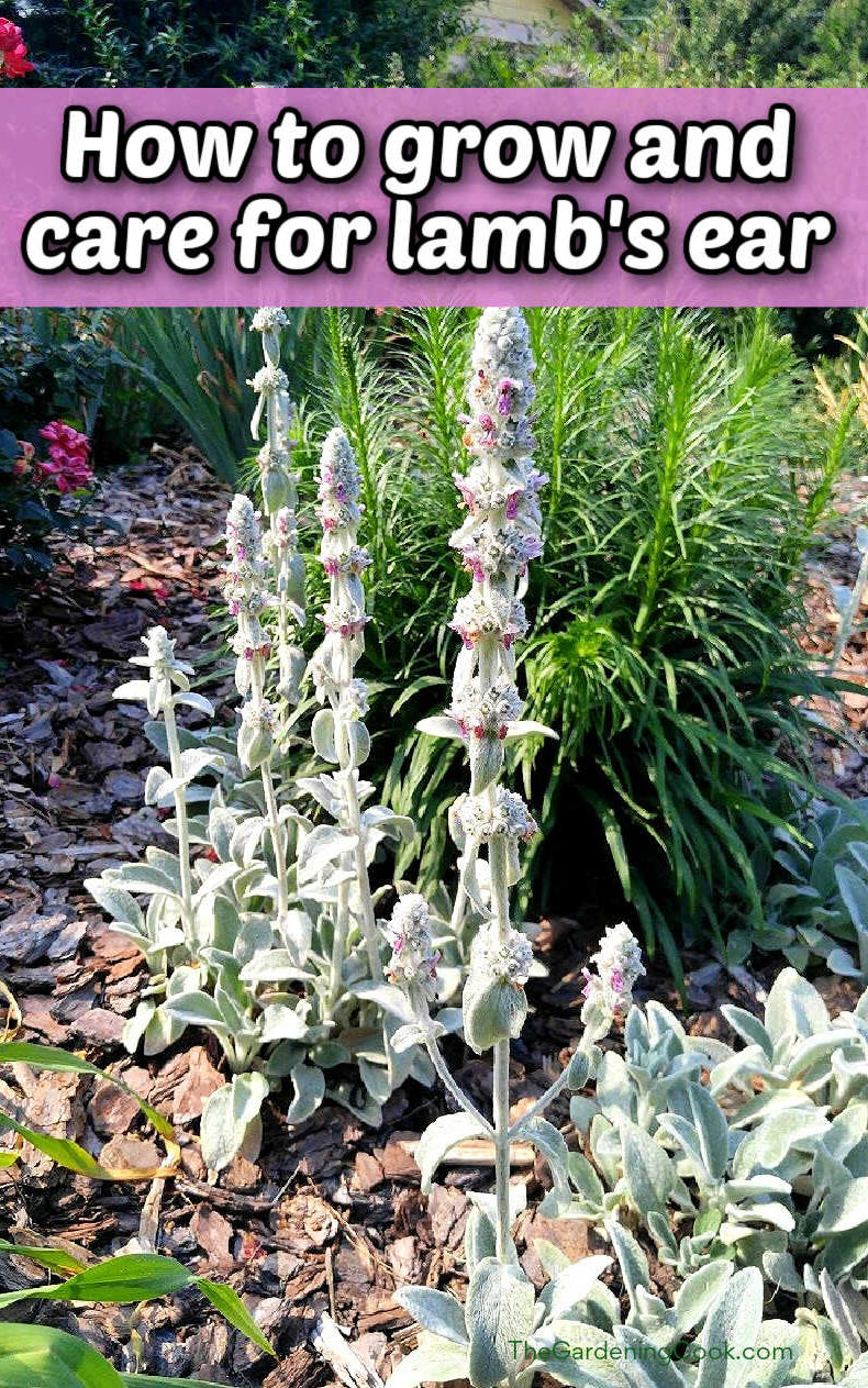Planta de orelha de cordeiro em flor com as palavras Como cultivar e cuidar da orelha de cordeiro.
