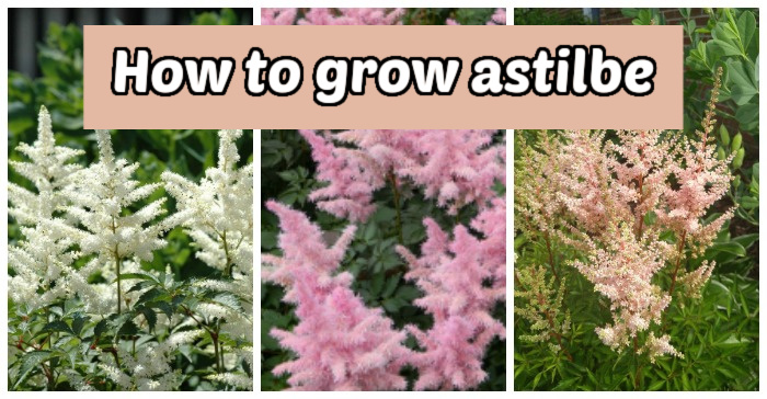 Três cores diferentes de plantas de astilbe em flor. A caixa de texto pêssego diz: Como cultivar astilbe.