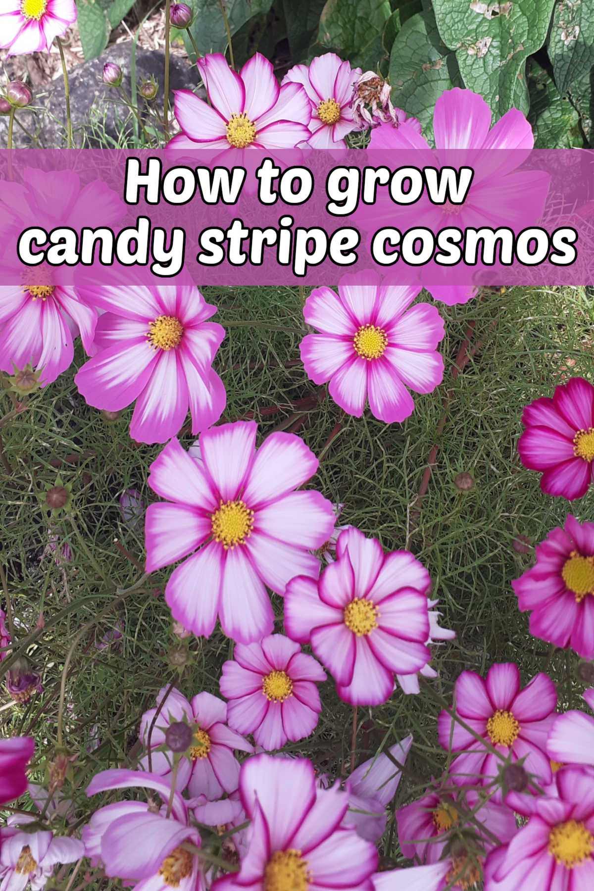 Flores de Cosmos bipinnatus Candy Stripe em um campo. Caixa de texto rosa lê Como cultivar cosmos candy stripe.