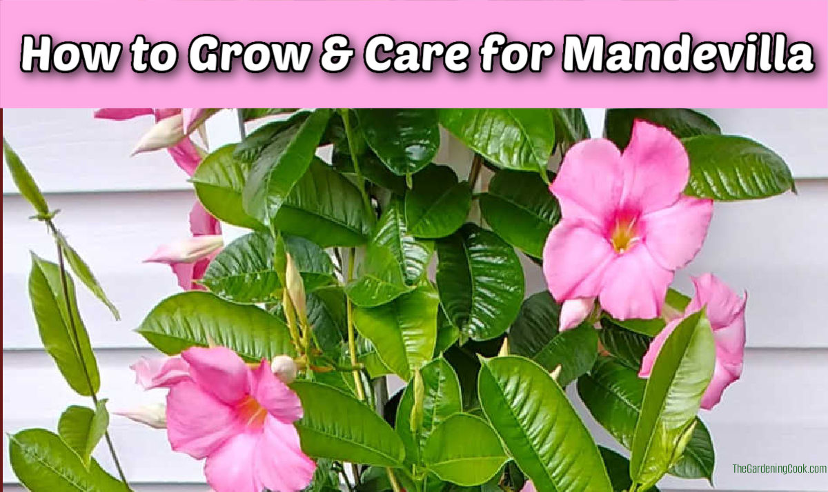 Planta de Mandevilla em flor com texto dizendo Como Cultivar e Cuidar da Mandevilla.