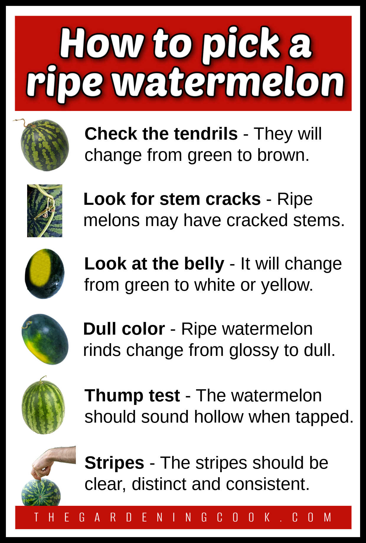 Como colher uma melancia madura Uma infografia com imagens de melancias e dicas de maturação. A caixa de texto vermelha diz Como colher uma melancia madura.