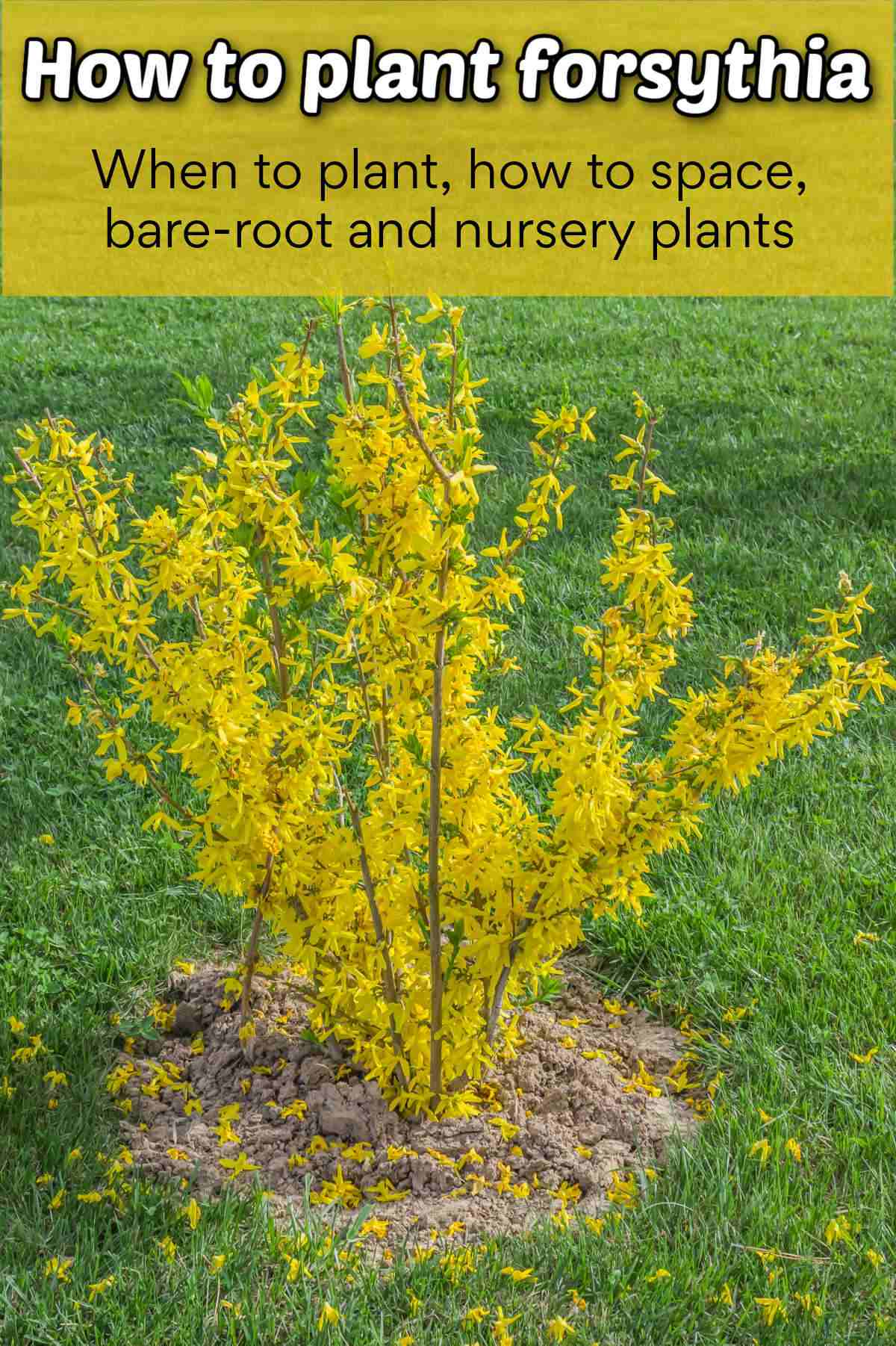 Como Plantar Forsítia Arbusto de forsítia em flor na primavera. Texto amarelo diz Como plantar forsítia - quando plantar, como espaçar, plantas de raiz nua e de viveiro.