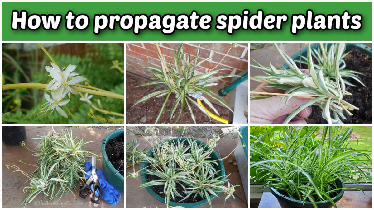 Imagens de filhotes de planta-aranha e plantas maduras em uma colagem. Caixa de texto verde lê Como propagar plantas-aranha.