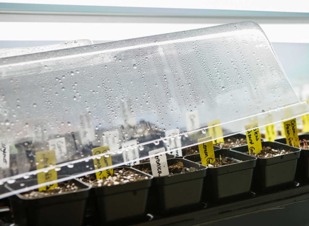 Uma cúpula de umidade colocada sobre as sementes fornece a umidade extra necessária para a germinação.