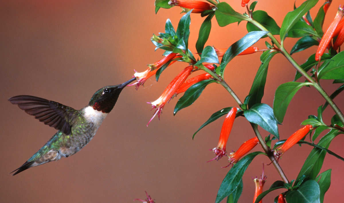 Um beija-flor bebendo néctar das flores de uma planta de candy corn.
