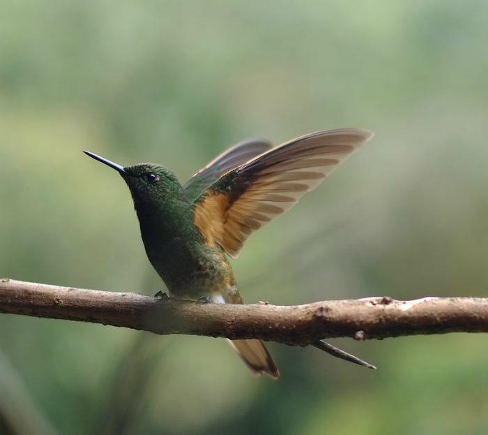 Beija-flor em um galho