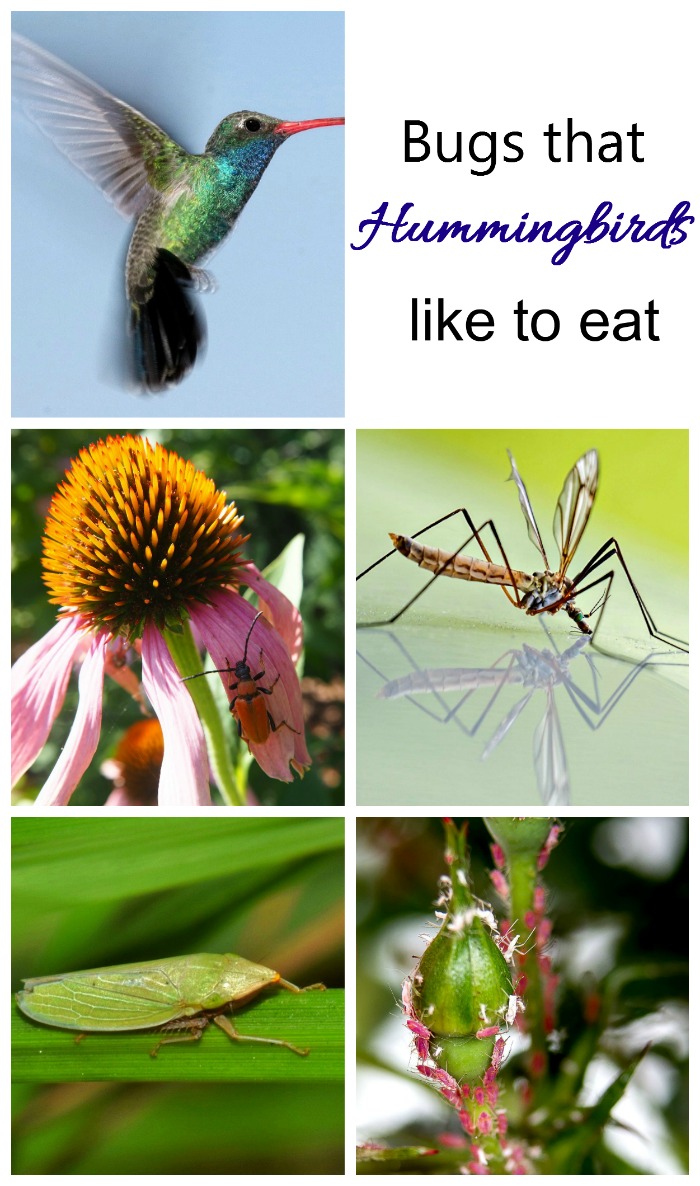 Existem muitos insetos que os beija-flores apreciam em sua dieta