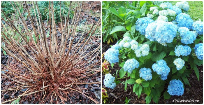 Pode eliminar a madeira morta para uma linda hortênsia depois