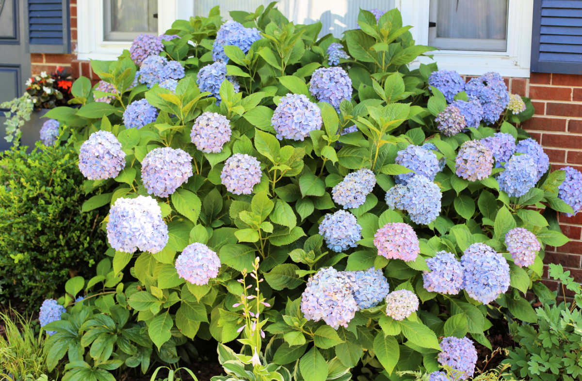 Um grande arbusto perene de hortênsia em um jardim frontal de uma casa.