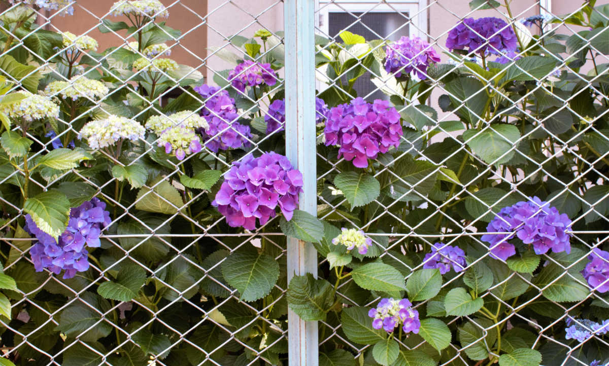 Folhagem e flores de uma hortênsia-de-folha-larga cobrindo uma cerca metálica de jardim.
