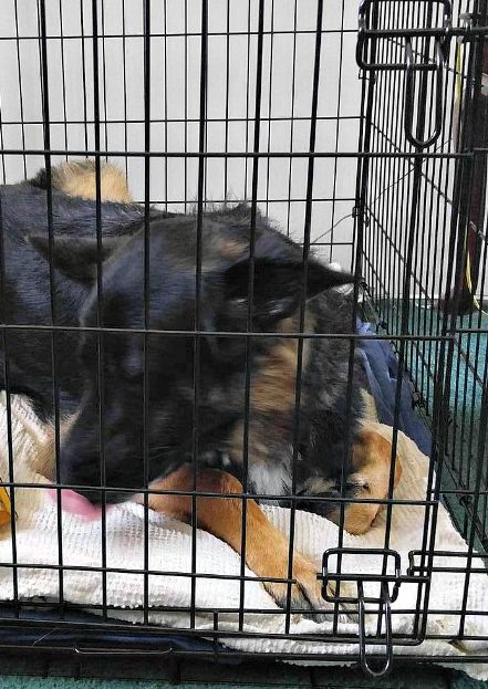 Uma caixa de transporte faz o cachorro se sentir mais como se estivesse em casa.
