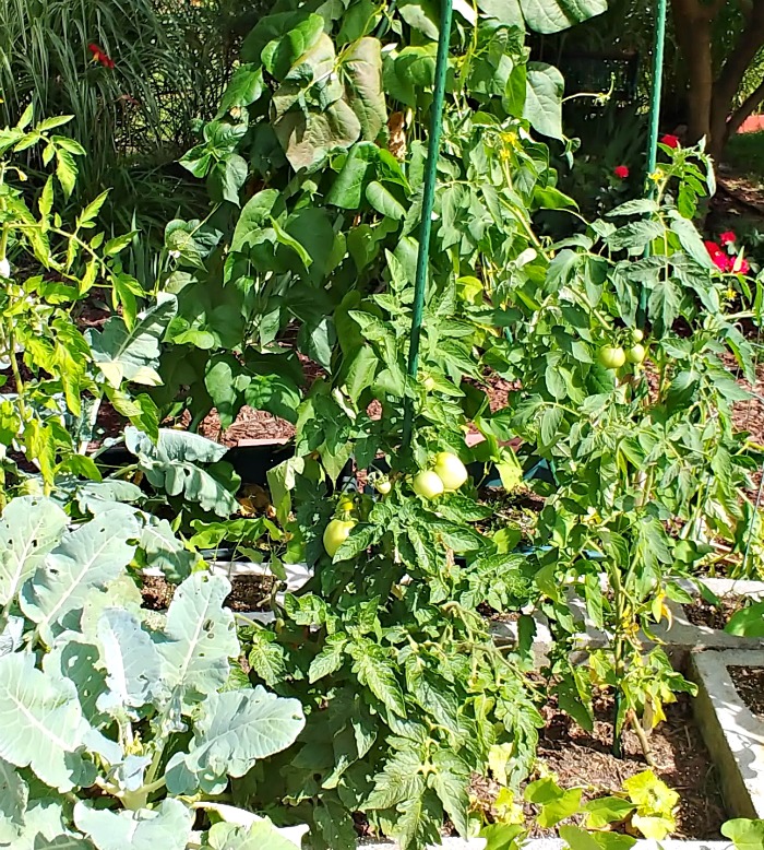 Plantas de tomate indeterminado em uma cama de jardim de blocos de concreto.