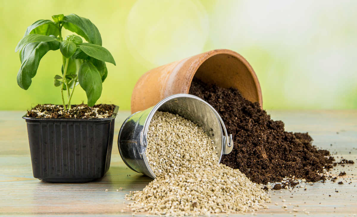 Be sure the soil drains well. Basil plant next to containers of soil and vermiculite.
