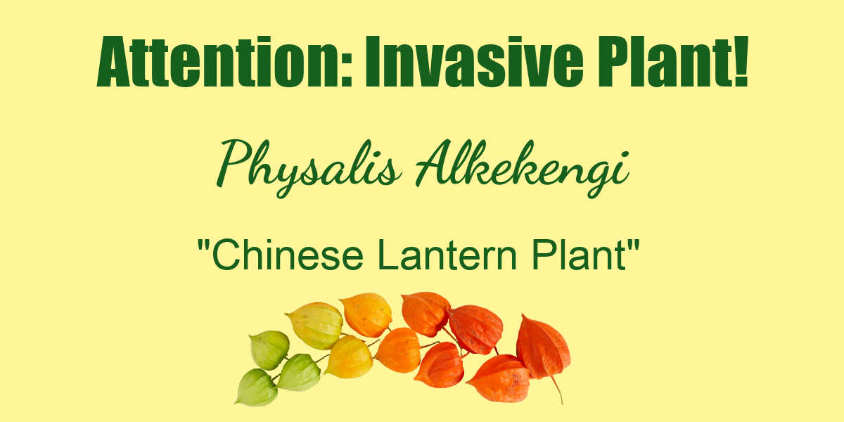 Placa com palavras indicando planta lanterna chinesa Invasiva - Physalis Alkelengi.