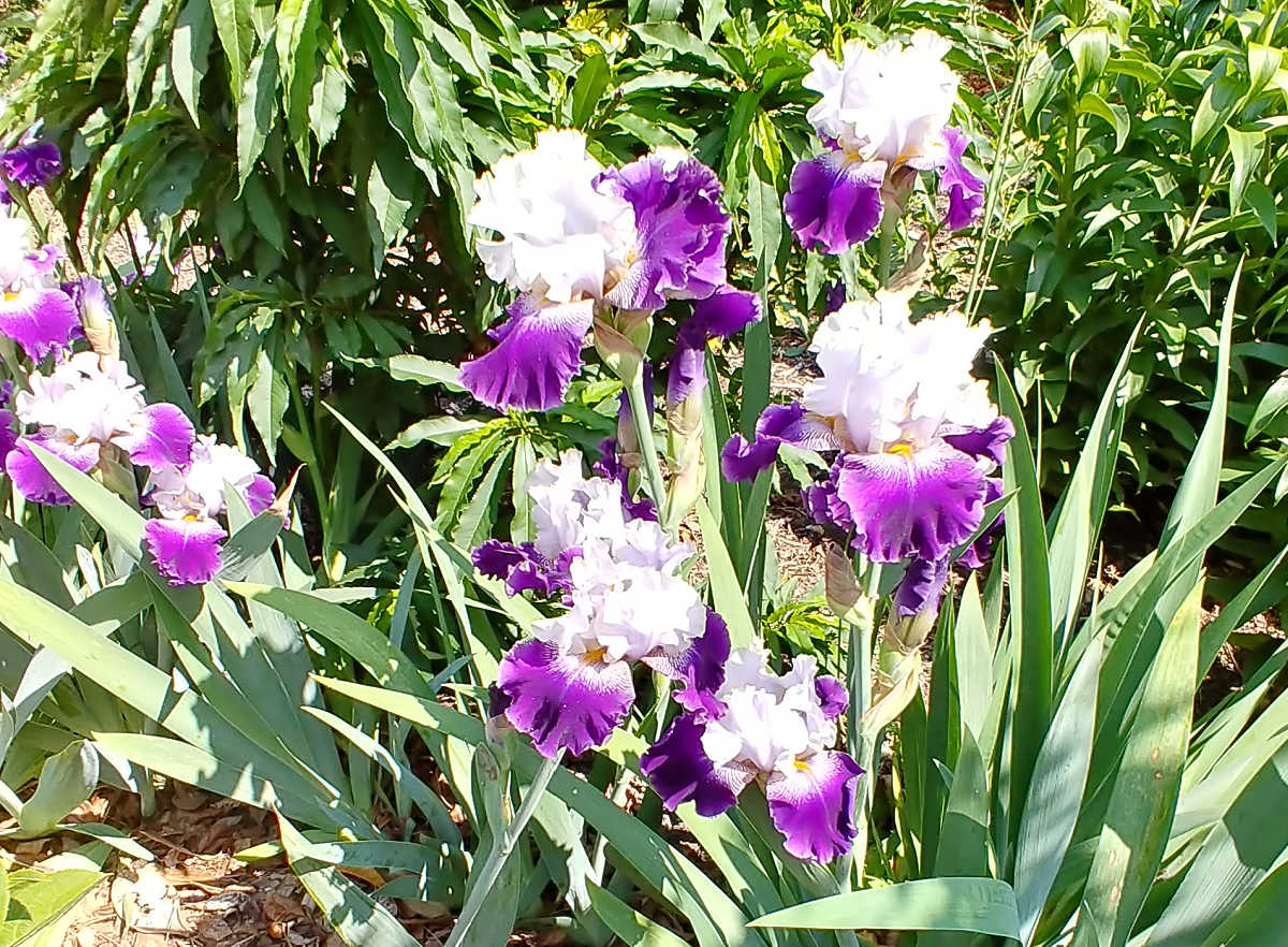 Íris, uma flor de jardim cottage em plena floração em um canteiro ensolarado.