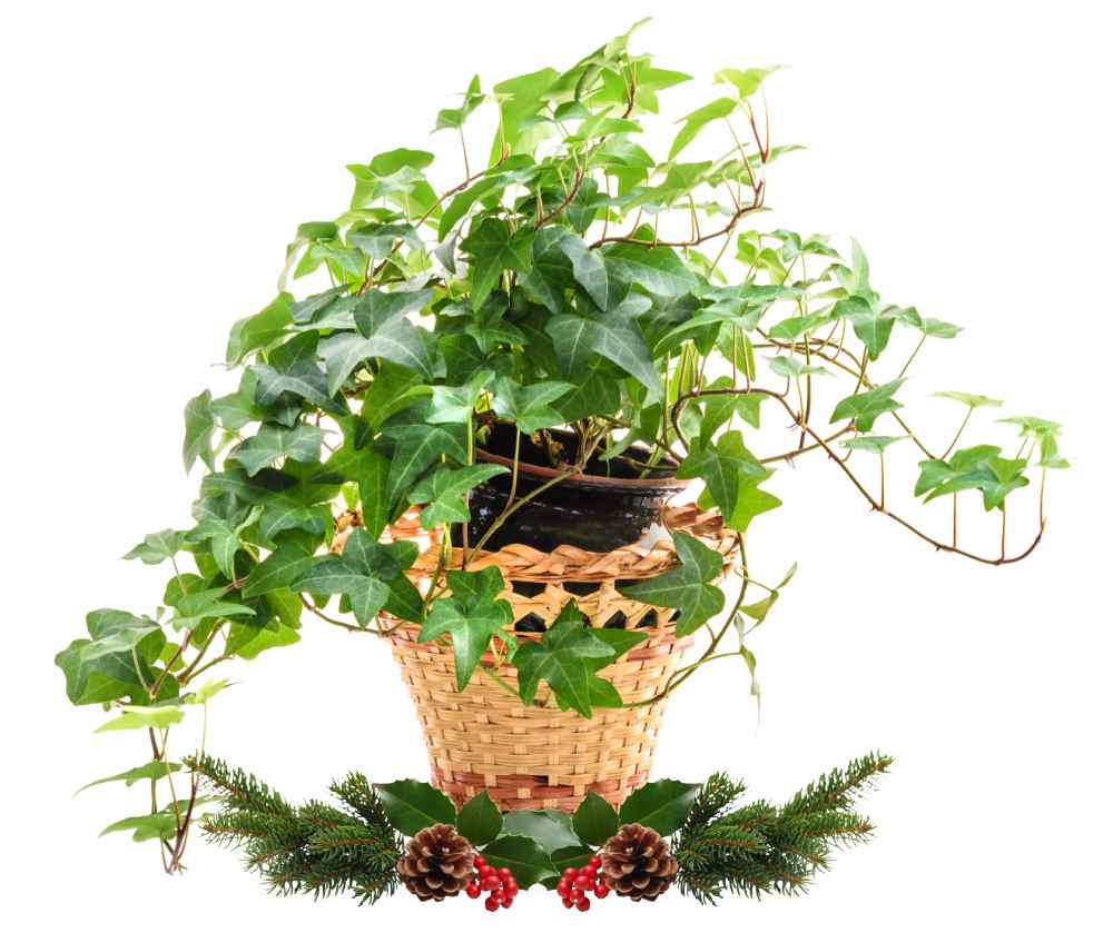 Vaso de hera em uma cesta com decorações de Natal ao fundo.