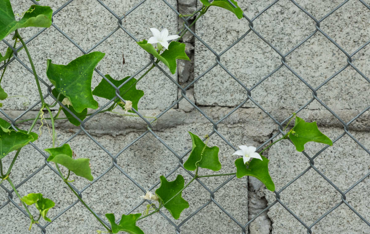 Flores brancas da trepadeira abóbora-ivy, começando a preencher a cobertura em uma cerca de metal.