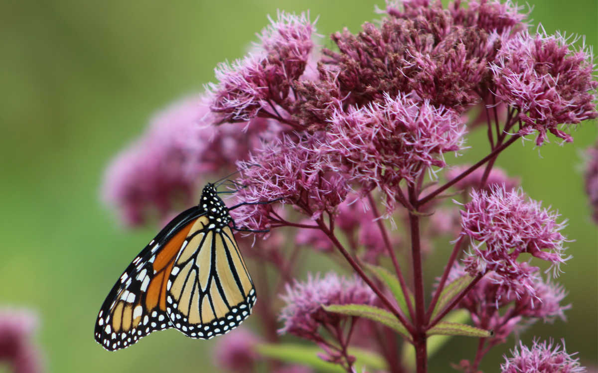 Uma borboleta-monarca bebendo o néctar das flores da erva-do-imperador.