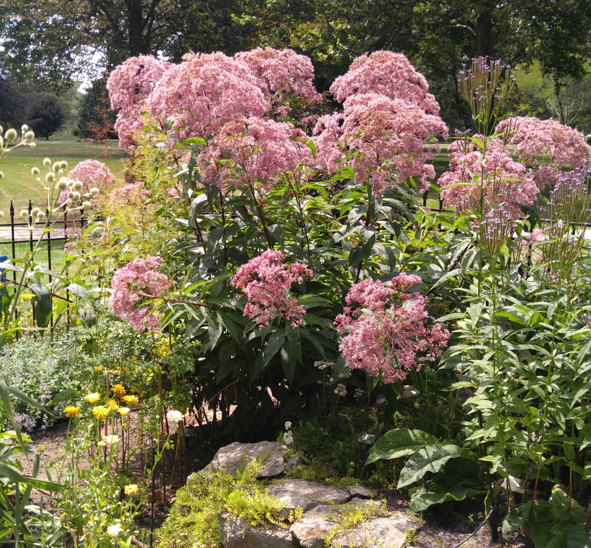 Perenne alta de erva-de-josé-pinho ao fundo de uma parede em um jardim cottage.