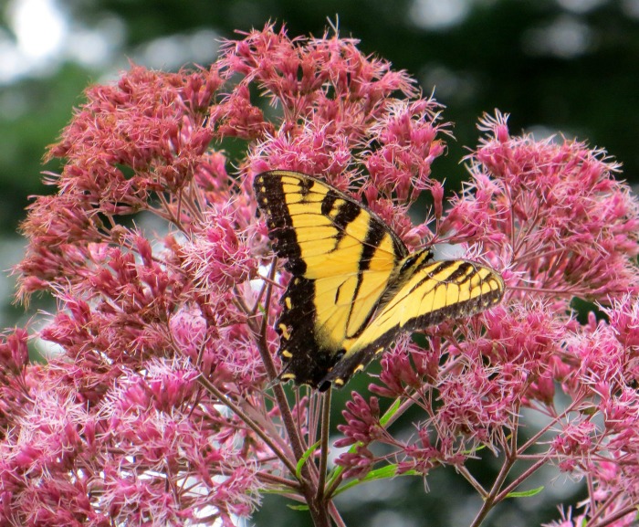 Joe Pye weed e borboleta.