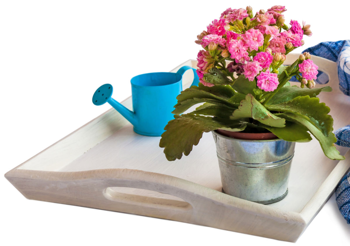 Uma planta kalanchoe blossfeldiana em um vaso de metal em uma bandeja branca perto de um regador azul e toalha xadrez.