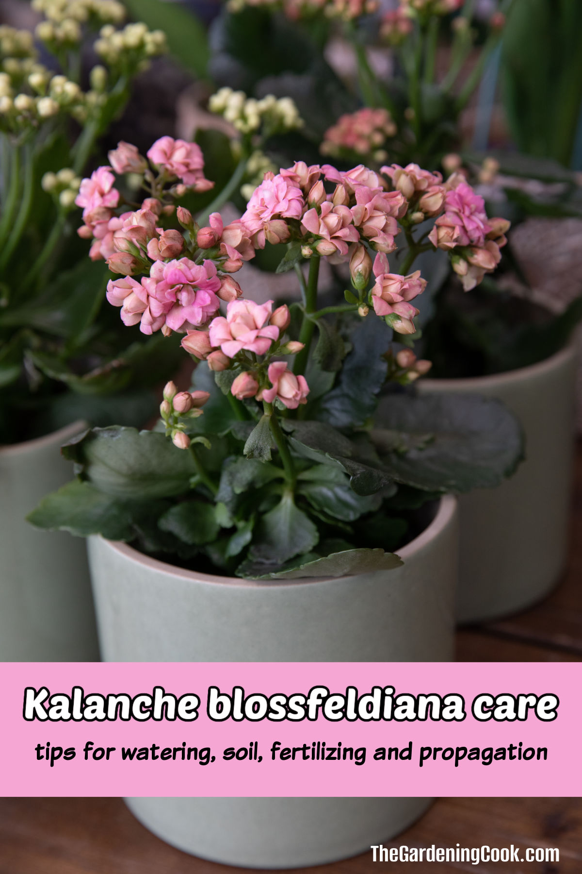 Uma suculenta pink Flaming Katy em um vaso branco com sobreposição de texto rosa que diz cuidado com kalanchoe blossfeldiana, dicas para irrigação, solo, fertilização e propagação.