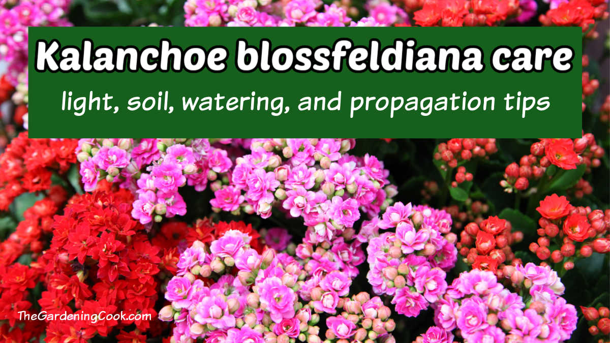 Flores rosas e vermelhas de uma planta Flaming Katy com um quadro de texto verde que diz cuidado com kalanchoe blossfeldiana - luz, solo, irrigação e dicas de propagação.