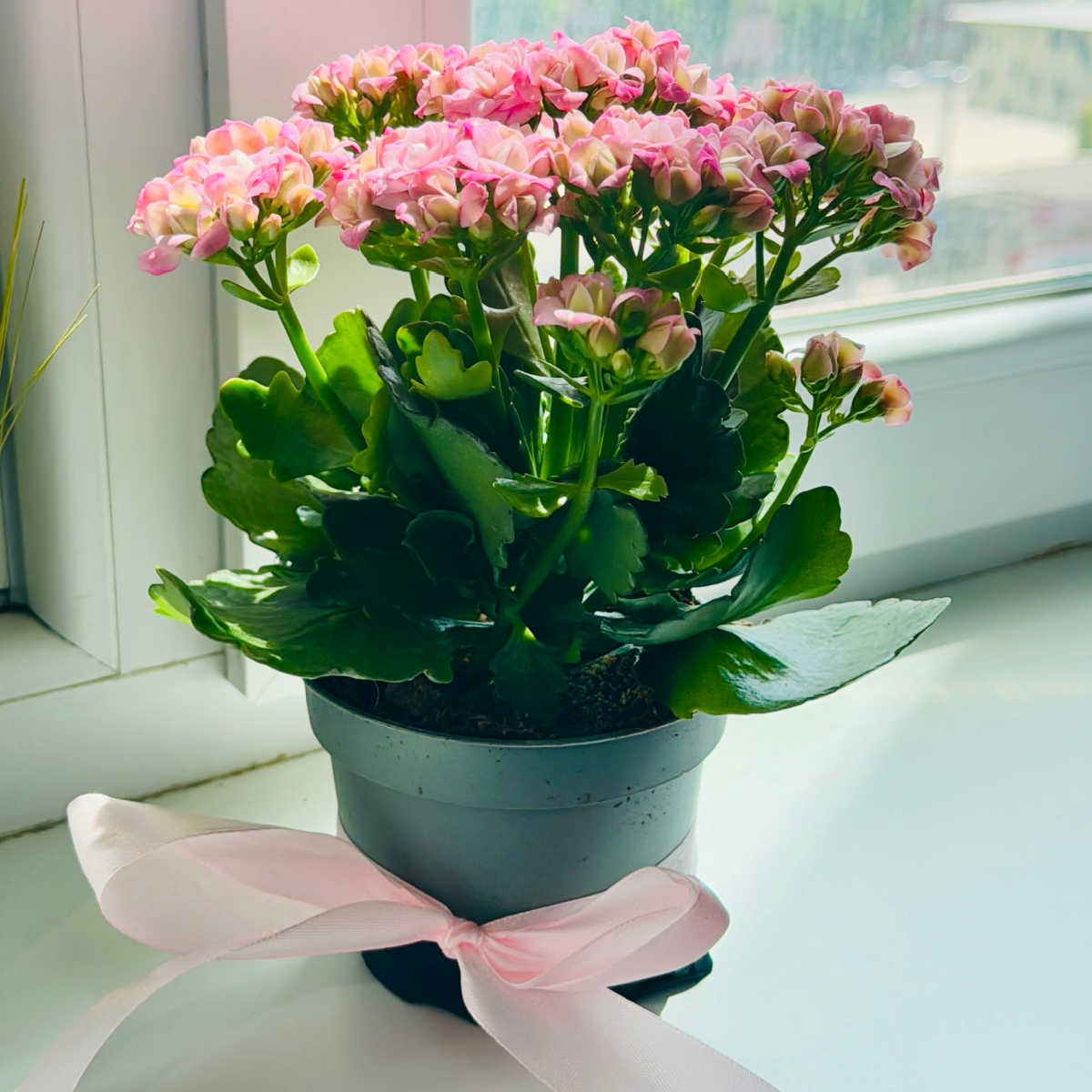 Planta Kalanchoe blossfeldiana em um vaso verde com um laço em flor em uma janela ensolarada.