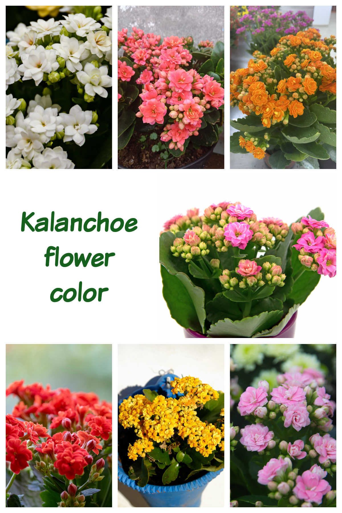 Flores brancas, pêssego, laranja, vermelhas, amarelas e rosas da planta Flaming Katy em uma colagem com as palavras cor da flor do Kalanchoe.