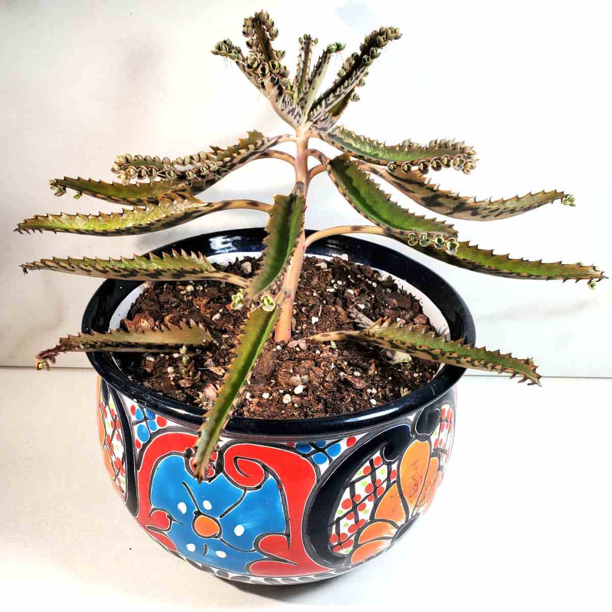 planta kalanchoe houghtonii