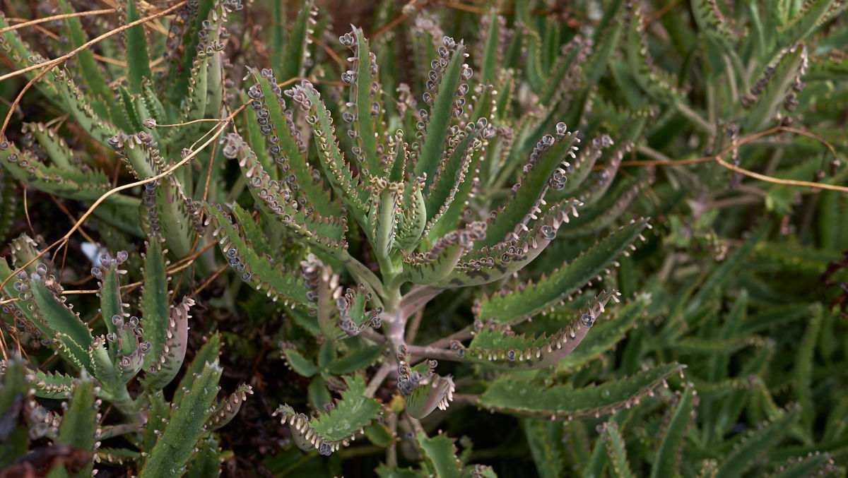 Plantas mãe de milhares