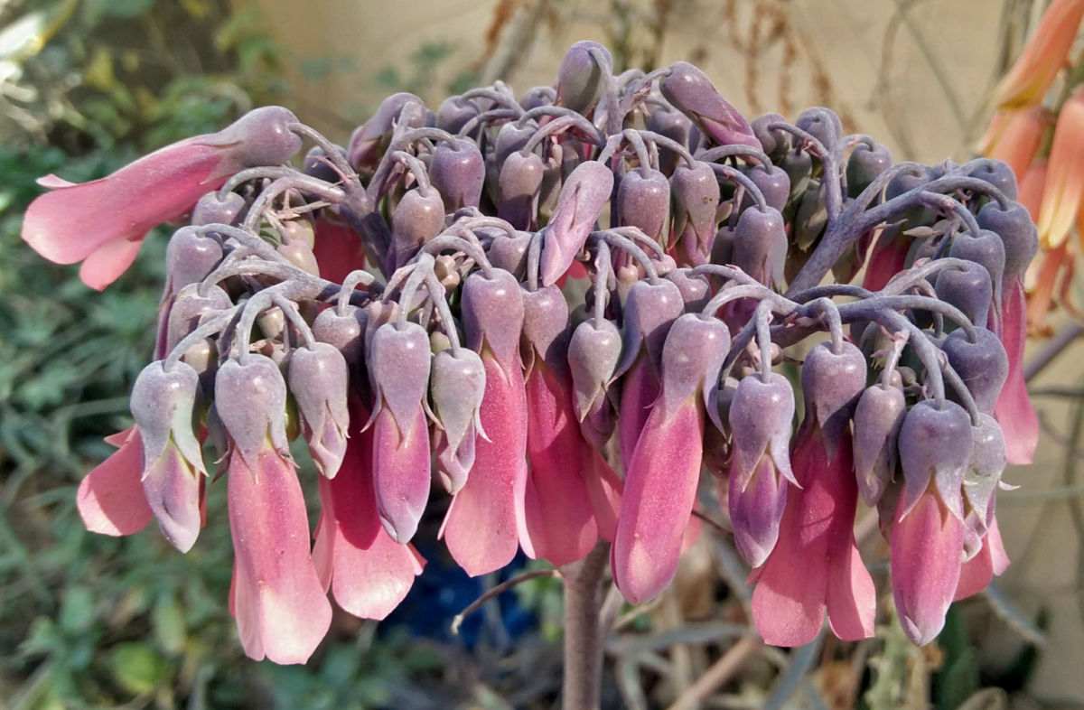 Flores de kalanchoe houghtonii
