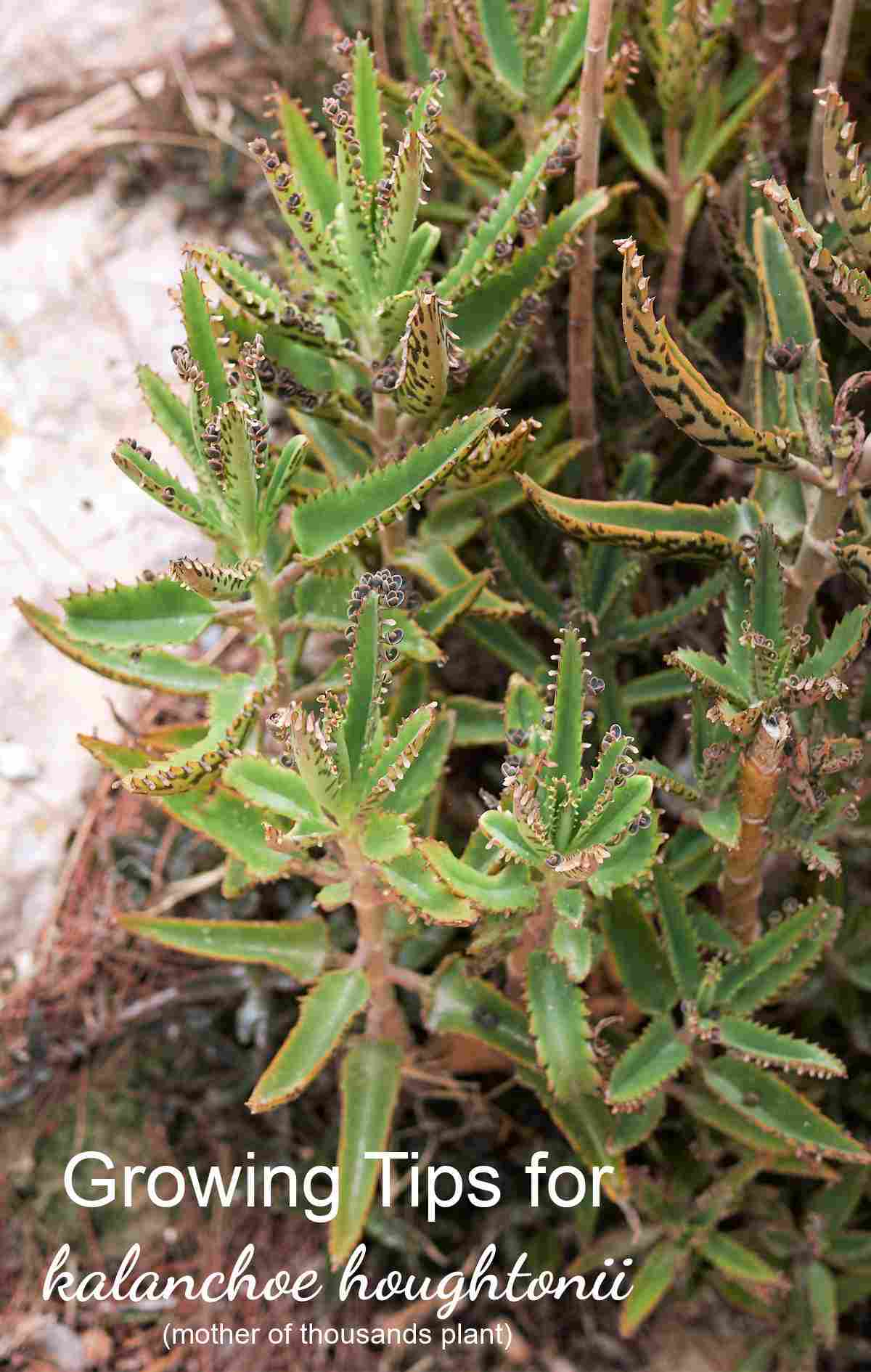 Descubra como cultivar a planta mãe de milhares (Híbrido de Houghton)
